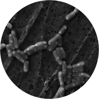 Lactobacillus Rhamnosus Rosell-11 | Database